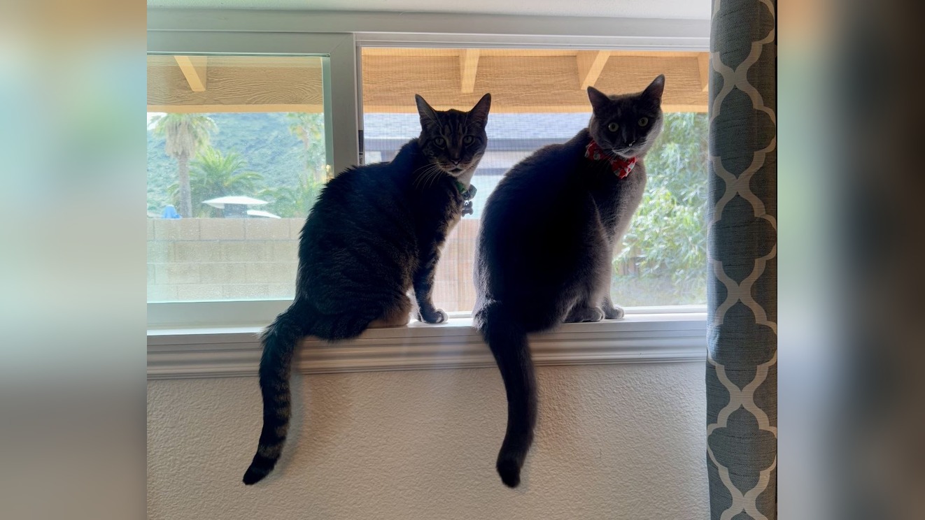 DJ and Buddy