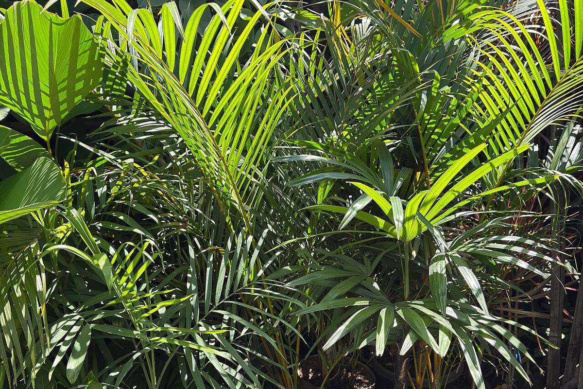 Frond Farewell: Palm Care Made Effortless